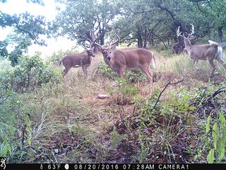 Property photo 58 - LAND AUCTION - 440+/- ACRES OFFERED IN 17 TRACTS IN OSAGE CO., OKLAHOMA